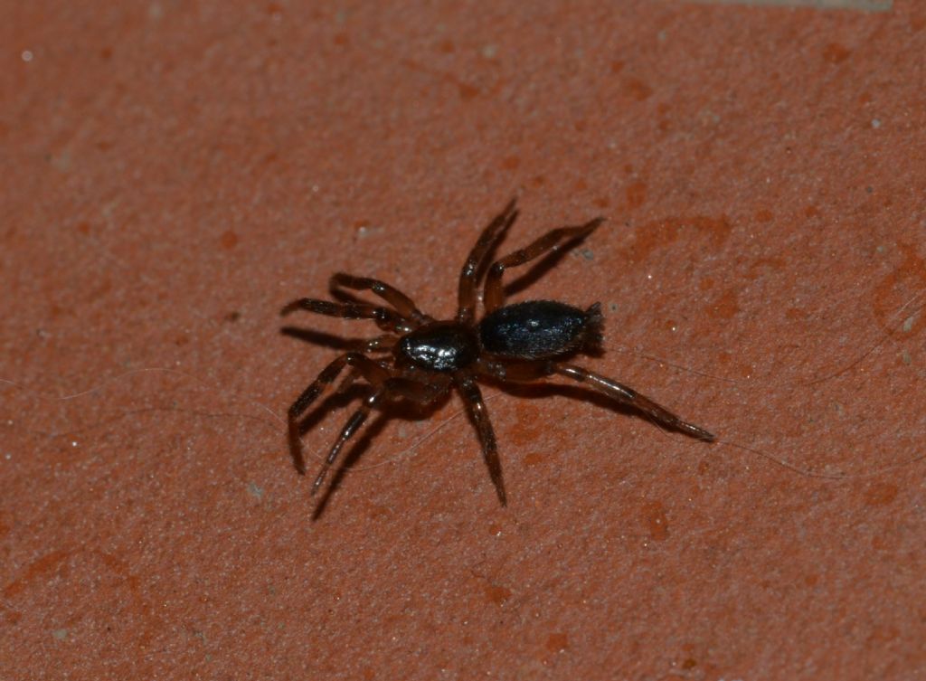 Ragno con filiere da ID-forse Gnaphosidae